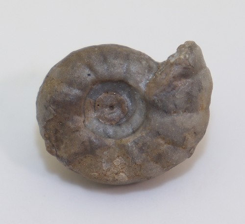Ammonite hebeisenites - ammonite,,