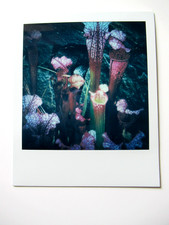 N. ARAKI: POLAROID ORIGINALE