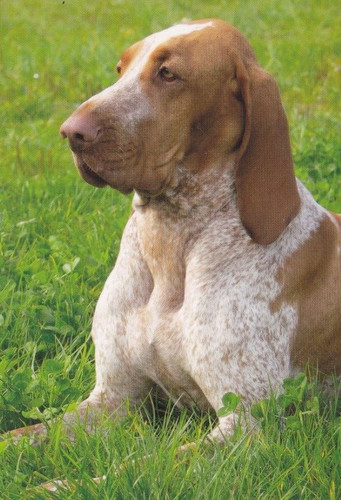 Bracco italiano bracke - italiano, *