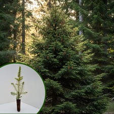 Abete rosso "Picea abies"