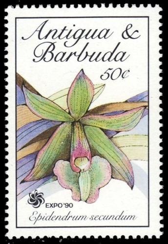 Antigua 1287 orchidee - -,