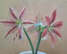 Hippeastrum Chico x Pardinum -10 seeds, Amaryllis