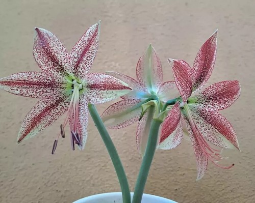 Hippeastrum papilio hyb - hippeastrum,