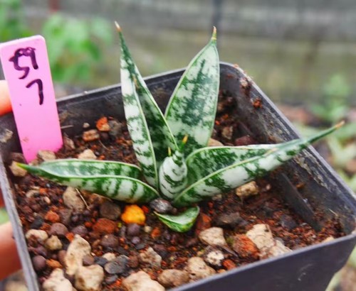 Rara pianta cactus - pianta,