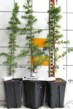 Cedrus l. atlantica - cedro
