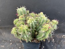 EUPHORBIA HORRIDA F. MONSTER F. KIKKO CACTUS PIANTE GRASSE AGAVE SUCCULENTE 420