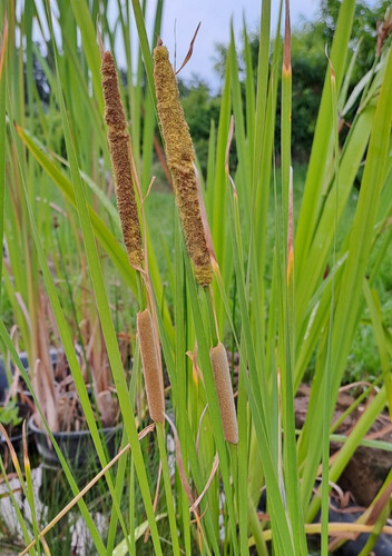 Tifa minore lisca - tifa, (typha)