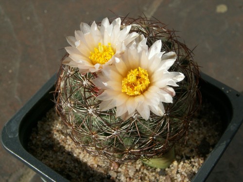 Pediocactus simpsonii - , v