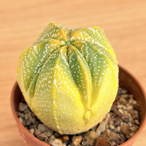 Astrophytum cokabuto hybrid - , f