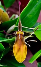 Restrepia Species Golden Stripes 4N XL pianta orchidea Masdevallia