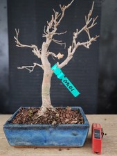 bonsai di gelso h 44 cm visita