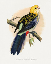 Pale Headed Rosella Poster