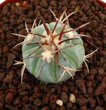 Echinocactus horizonthalonius form SIERRA ENCARNACION (Mexico)