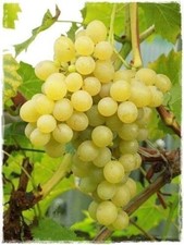 Pianta di Vite PALATINA