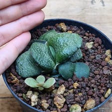 Gasteria armstrongii - Pianta