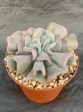 Echeveria Cubic Frost