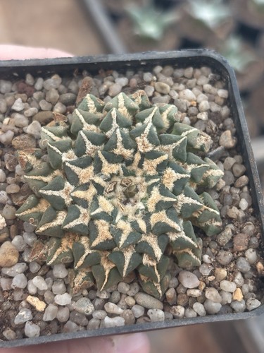 Ariocarpus kotschoubeyanus - ariocarpus,
