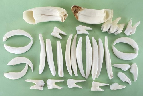 Lotto denti cinghiale 30 - denti,
