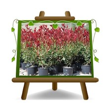 Photinia Fraseri Red Robin  Pianta da siepe  Altezza: 80 cm Vaso 18 cm