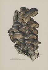 Ostrica-Seitling Pleurotus
