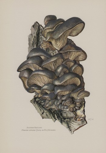 Ostrica seitling pleurotus - ostrica-seitling,