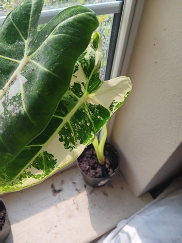 Alocasia frydek variegated - alocasia,