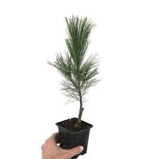 Pinus monticola cv SKYLINE -