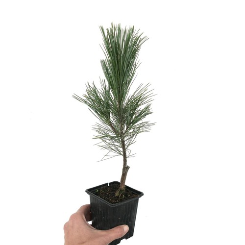 Pinus monticola skyline - pinus,