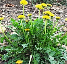 Semi di tarassaco, Taraxacum