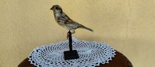 TROFEO CACCIA  PASSERO VARIEGATO TASSIDERMIA TAXIDERMY BIRD IMBALSAMATO UCCELLI