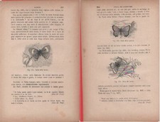 Tecla della quercia, Tecla del pruno/Tecla della betula. Vecchia stampa