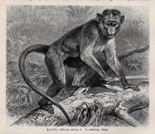 SCIMMIA COLOBUS DALLA PUNTA