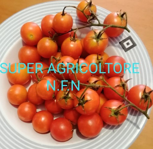 Semi pomodoro ciliegino - pomodoro,