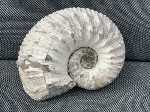 Liparoceras fossil ammonite - liparoceras,
