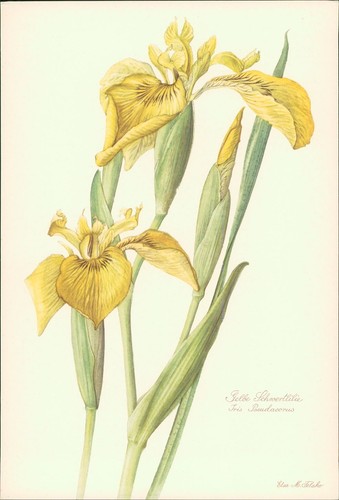 Giglio spada giallo - giallo,