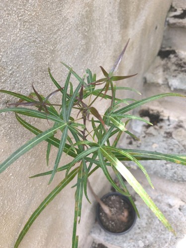 Brachychiton rupestris bottle - brachychiton,