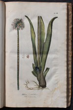 JOHANN GEORG GMELIN,FLORA