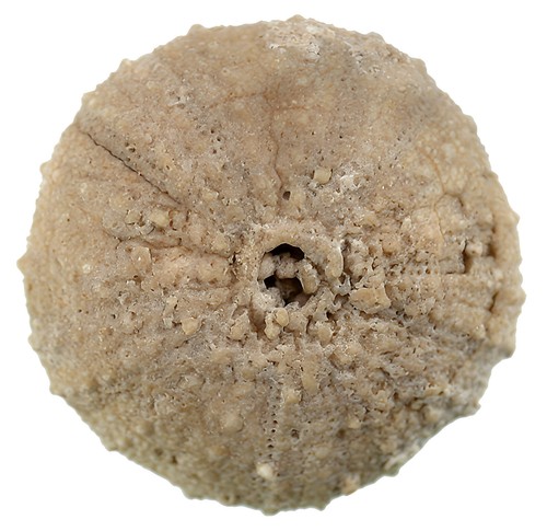 Eocene echinopsis elegans - eocene,