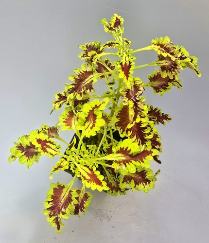 Ortica coleus lovebird - ortica,