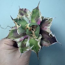 Rare Cacti SucculentLive Agave