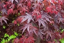 Acero palmatum bloodgood vaso