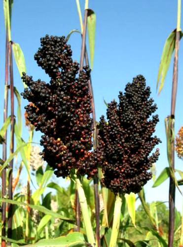 Graines millet noir - 15,