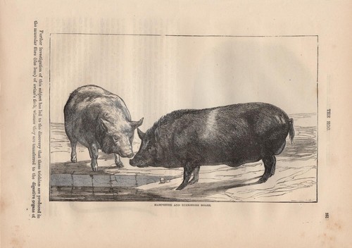 Hampshire berkshire boar - hampshire,