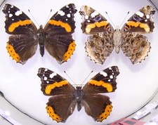 3 x Vanessa atalanta dalla