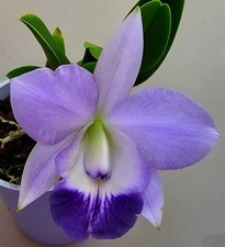 Cattleya fiorita viola - ,