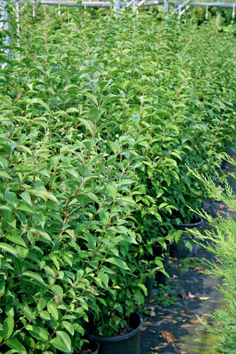 Ligustro pianta ligustrum - ligustro,