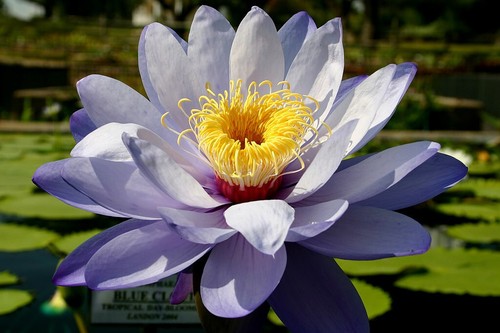 Semi ninfea whisperer - 15, di