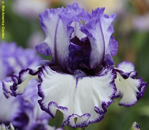 Iris inked barry - tb,, 'inked