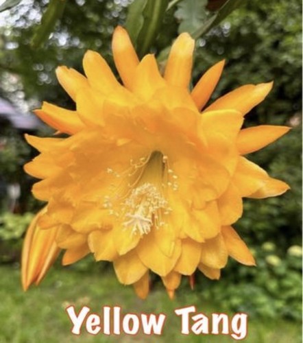 Epiphyllum yellow tang - yellow,