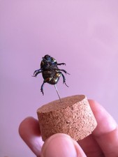 Cetonia aurata - Geostrupes spiniger. Coleotteri, 2 Insetti, Collezionismo. 